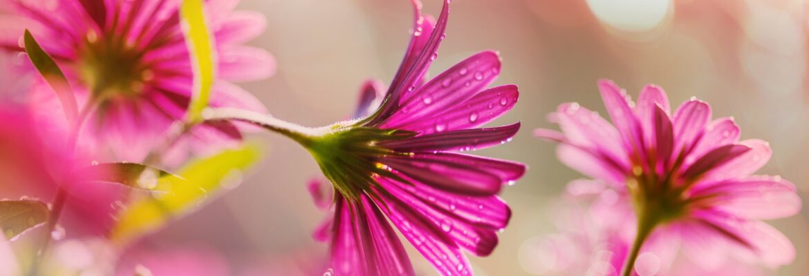 Darlene’s Flower & Gift Shop